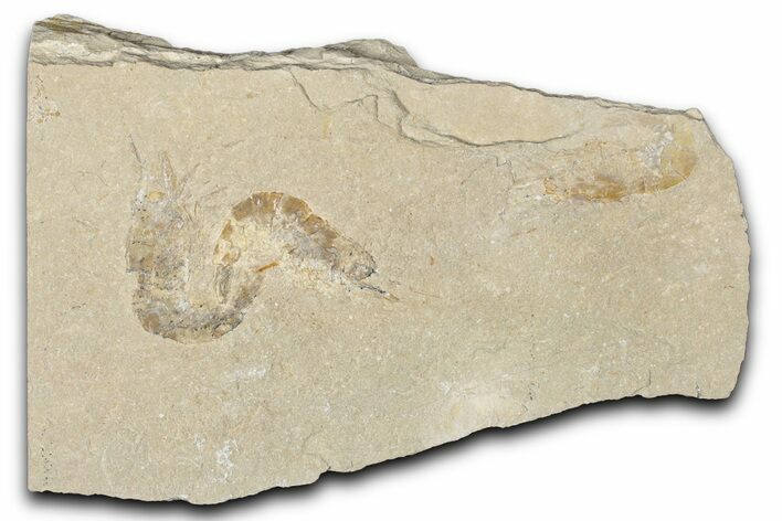 Three Cretaceous Fossil Shrimp - Lebanon #349682